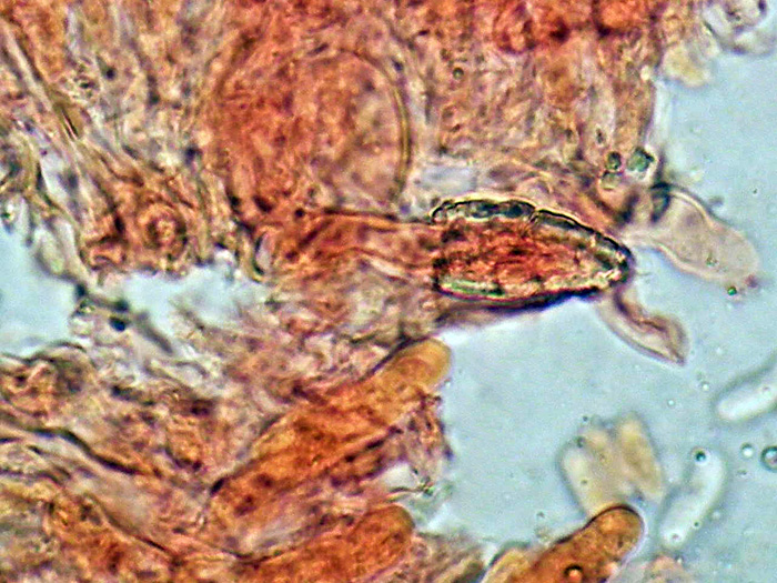 Peniophora violaceolivida? (Peniophora incarnata)